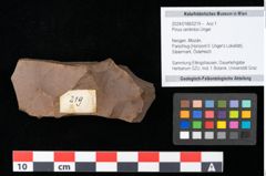 Foto (Objekt + Etikett) von Pinus centrotos Unger (NHMW-GEO-2024-0188-0219)